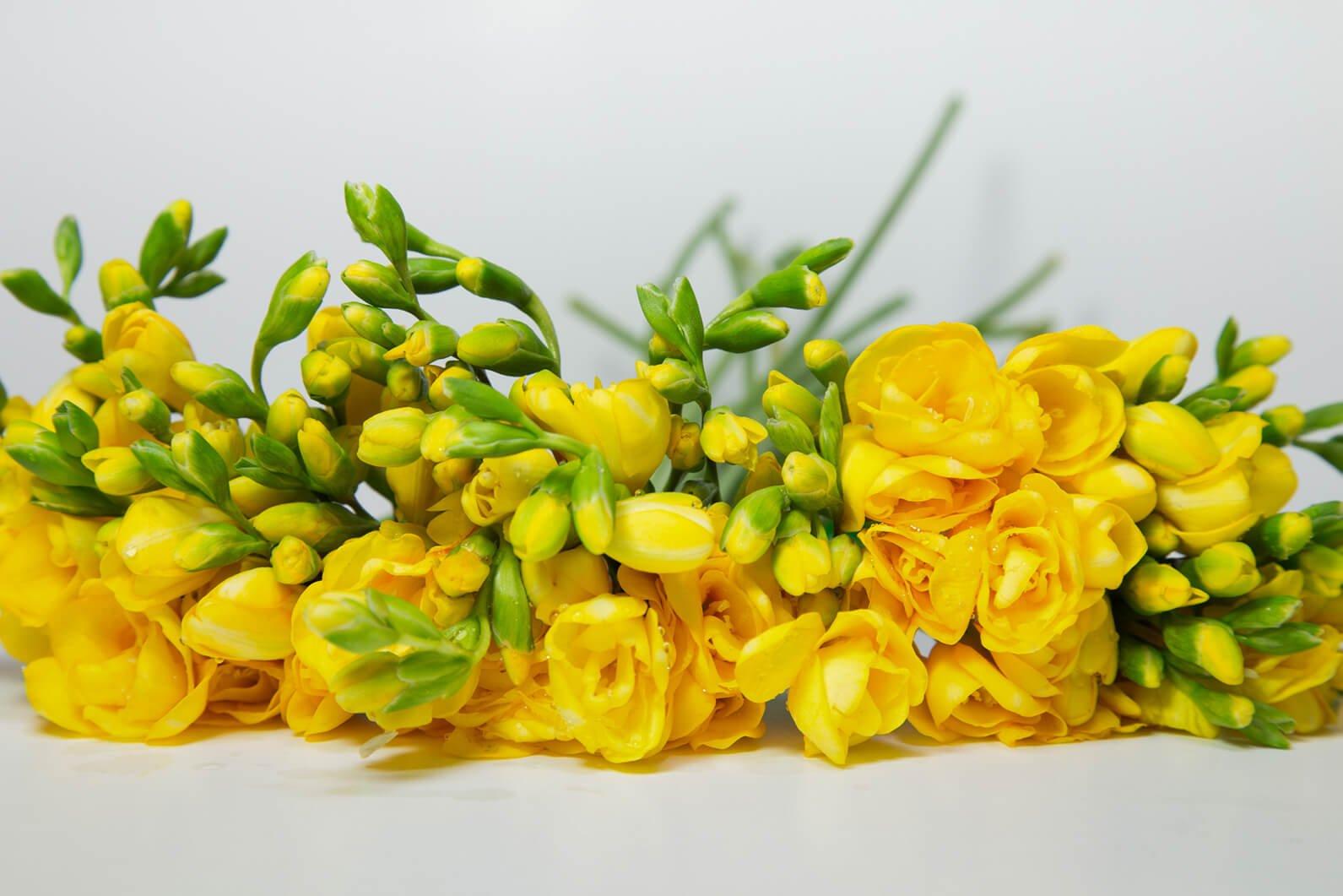 Freesia Flower Meaning and Facts Flying Flowers